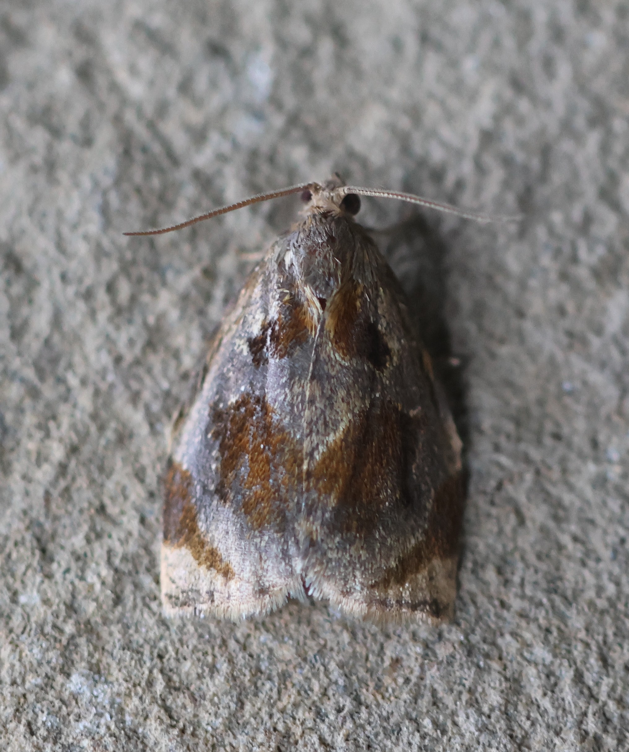 Photo of Brown Oak Tortrix (Archips crataegana)